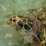 Old Hegg Bequia Turtle Sanctuary Grenadine - crociere catamarano Caraibi - © Galliano
